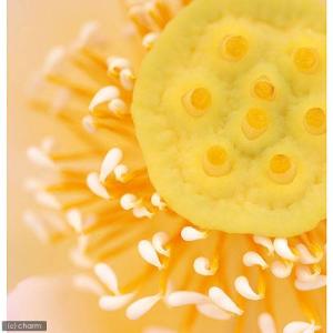 (ビオトープ)ハス(桃)と睡蓮鉢セット 桃一重...の詳細画像3