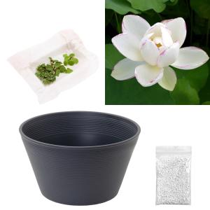 （ビオトープ）ハス（白）と睡蓮鉢セット　天竺斑蓮（テンジクマダラハス）　初心者おすすめ