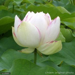 (ビオトープ)ハス(白)と睡蓮鉢セット 天竺斑...の詳細画像2