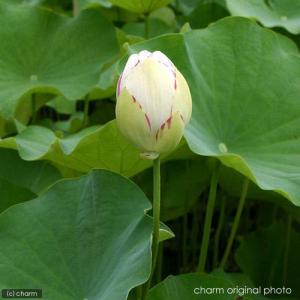 (ビオトープ)ハス(白)と睡蓮鉢セット 天竺斑...の詳細画像3