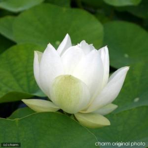 (ビオトープ)ハス(白)と睡蓮鉢セット 姫白蓮...の詳細画像3