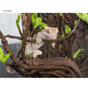 三晃商会 REPTIZOO モスヴァイン マル...の詳細画像1