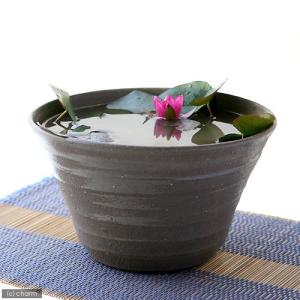 （ビオトープ）睡蓮　益子ｄｅ姫睡蓮（ヒメスイレン）セット　姫睡蓮鉢（スイレン鉢）　焼締　姫睡蓮（ヒメスイレン）赤　説明書付　沖縄不可