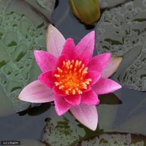 (ビオトープ)睡蓮 益子de姫睡蓮(ヒメスイレ...の詳細画像2