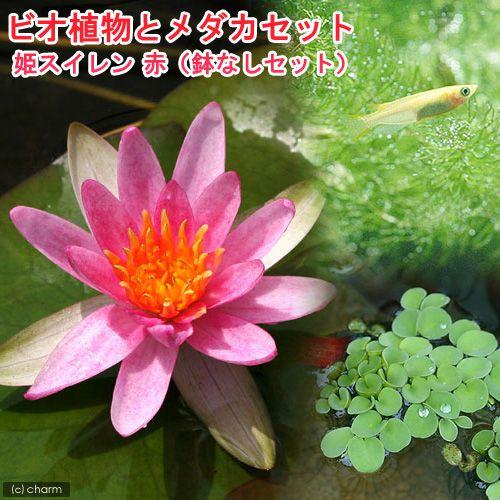 （ビオトープ）（めだか）ビオ植物とメダカセット　姫睡蓮（ヒメスイレン）　赤　鉢なしセット本州四国限定