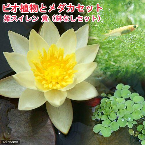 （ビオトープ）（めだか）ビオ植物とメダカセット　姫睡蓮（ヒメスイレン）　黄　鉢なしセット　本州四国限...