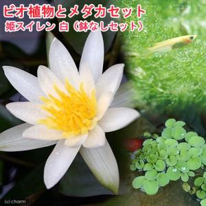 （ビオトープ）（めだか）ビオ植物とメダカセット　姫睡蓮（ヒメスイレン）　白　鉢なしセット本州四国限定
