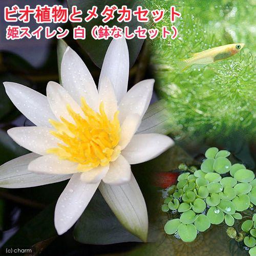 （ビオトープ）（めだか）ビオ植物とメダカセット　姫睡蓮（ヒメスイレン）　白　鉢なしセット本州四国限定