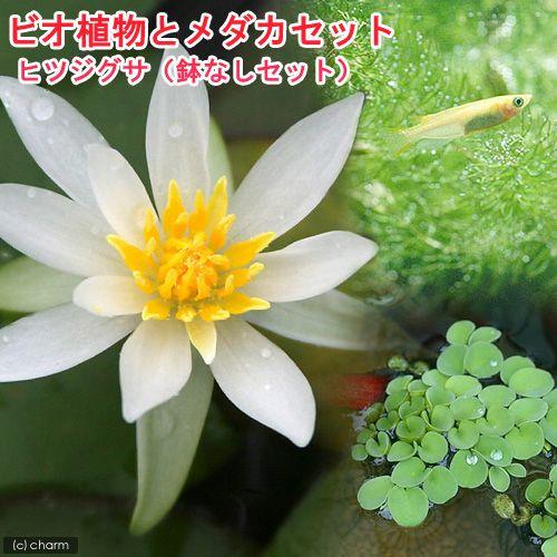 （ビオトープ）（めだか）ビオ植物とメダカセット　睡蓮　ヒツジグサ　鉢なしセット　説明書付　本州四国限...