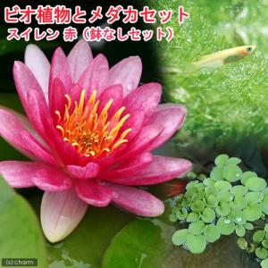 （ビオトープ）（めだか）ビオ植物とメダカセット　睡蓮（スイレン）　赤　鉢なしセット　本州四国限定