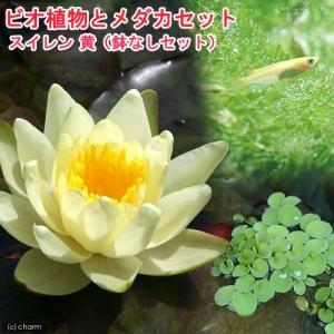（ビオトープ）（めだか）ビオ植物とメダカセット　睡蓮（スイレン）　黄　鉢なしセット　本州四国限定