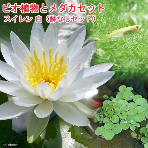 （ビオトープ）（めだか）ビオ植物とメダカセット　睡蓮（スイレン）　白　鉢なしセット　本州四国限定