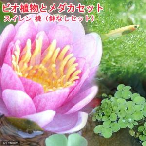 （ビオトープ）（めだか）ビオ植物とメダカセット　睡蓮（スイレン）　桃　鉢なしセット　本州四国限定