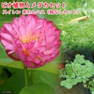 （ビオトープ）（めだか）ビオ植物とメダカセット　八重茶椀蓮（ヤエチャワンハス）　鉢なしセット　本州四国限定