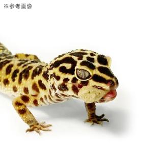キョーリン レオパドライ 500g 餌 フード...の詳細画像4