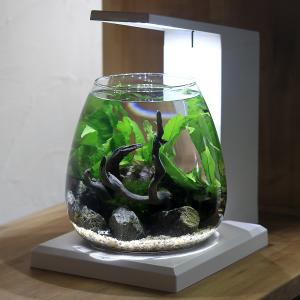 ボトルアクアリウム スターターセット 初心者の方におすすめ これ1つ