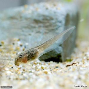 （両生類）イエアメガエル　オタマジャクシ（５匹）　北海道・九州航空便要保温