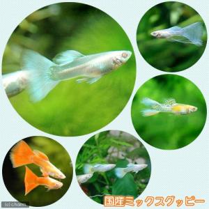 (熱帯魚)国産ミックスグッピー(3ペア) 北海...の詳細画像1