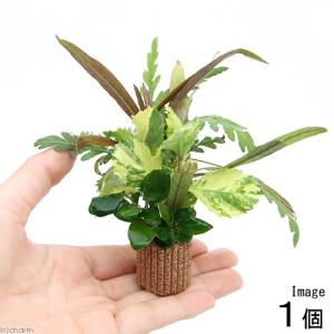 チャーム（charm） （水草）置くだけ簡単 活着系水草3種（ミクロ