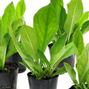 (ビオトープ)水生植物 ミズバショウ(水芭蕉)...の詳細画像1