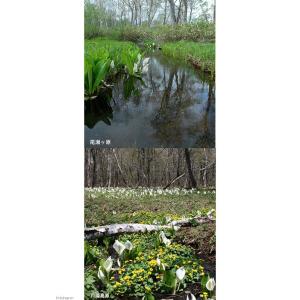 (ビオトープ)水生植物 ミズバショウ(水芭蕉)...の詳細画像2