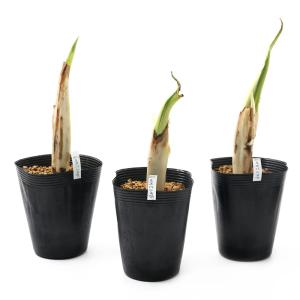 (ビオトープ)水生植物 ミズバショウ(水芭蕉)...の詳細画像3