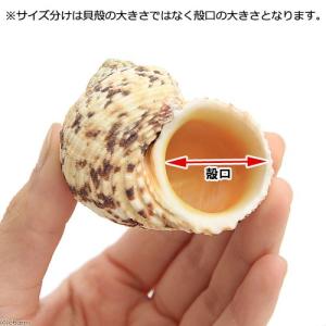 貝殻 やどかりの貝殻 ミックスサイズ おまかせ...の詳細画像2