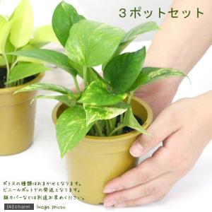食虫植物）一点物 ウツボカズラ ネペンテス ビーチ・バリオ H／L