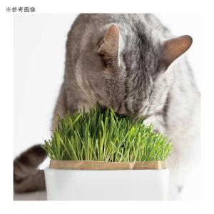 猫 猫草 ハリオ 猫草栽培キット にゃんベジリ...の詳細画像3