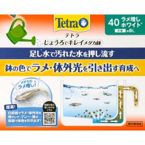 テトラ じょうろでキレイメダカ鉢 40 ラメ増...の詳細画像2