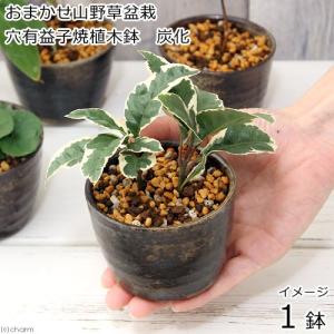 （山野草）盆栽　おまかせ山野草盆栽　穴有益子焼植木鉢（炭化）（１鉢）｜chanet