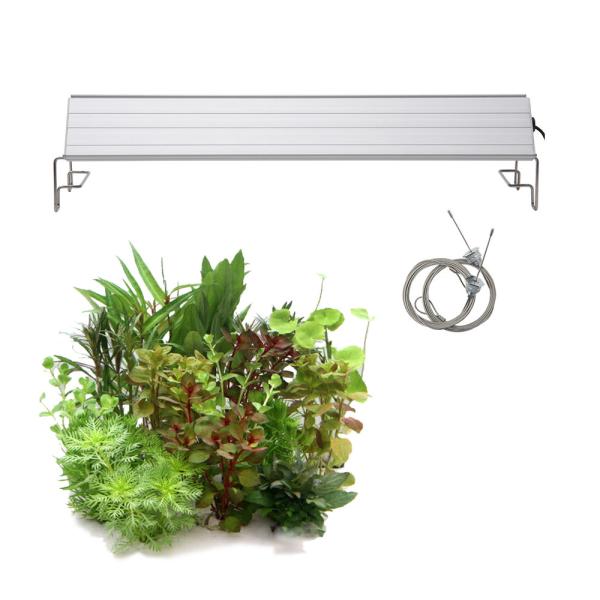 （水草）おまかせ水上葉ミニポット　１０ポットセット（無農薬）＋アクロＬＥＤ　ＧＲＯＷ４５０　４５ｃｍ...