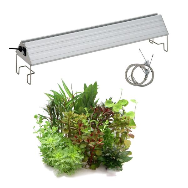 （水草）おまかせ水上葉ミニポット　１０ポットセット（無農薬）＋アクロＬＥＤ　ＶＩＶＩＤ４５０　４５ｃ...