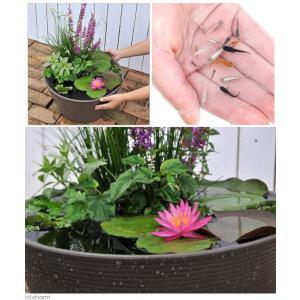 (ビオトープ)(めだか)睡蓮セット(睡蓮桃+メ...の詳細画像1