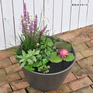 (ビオトープ)(めだか)睡蓮セット(睡蓮桃+メ...の詳細画像2