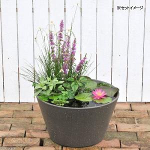 （ビオトープ）（めだか）睡蓮セット（睡蓮桃＋メダカ睡蓮鉢グレー＋ラメメダカ　ミックス＋浮き草他）１セットオリジナル　本州四国限定