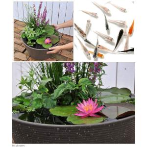 (ビオトープ)(めだか)睡蓮セット(睡蓮桃+メ...の詳細画像1