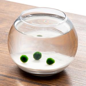 まりも 国産マリモの小瓶入り : アクアペットサービス ヤフー店 - 通販