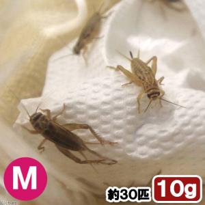 (生餌)死着保証なし カキ殻パウダー付き ヨー...の詳細画像1