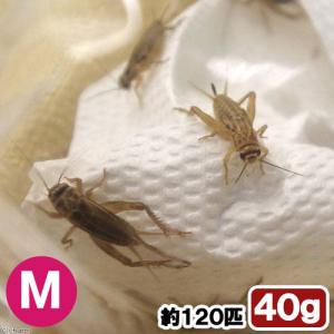 (生餌)死着保証なし ヨーロッパイエコオロギ ...の詳細画像1