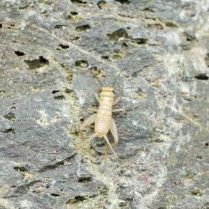（生餌）ヨーロッパイエコオロギ　Ｓ　１．０グラム（約３０匹）　爬虫類　両生類　大型魚　餌　エサ　活餌　北海道航空便要保温