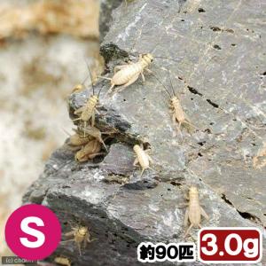 (生餌)死着保証なし ヨーロッパイエコオロギ ...の詳細画像1