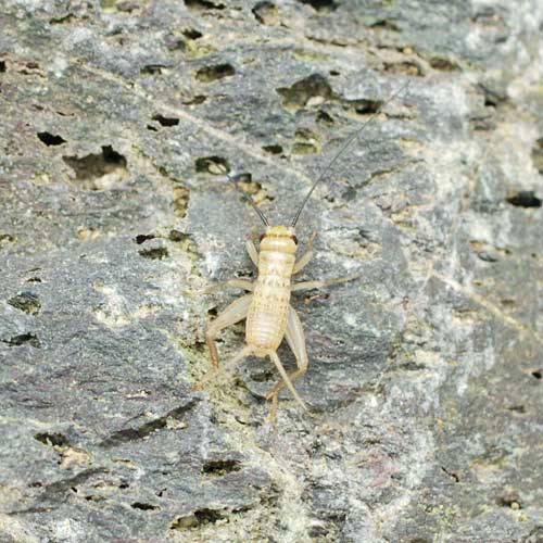 （生餌）ヨーロッパイエコオロギ　Ｓ　約１８０匹（６．０グラム）　爬虫類　両生類　大型魚　餌　エサ　活...