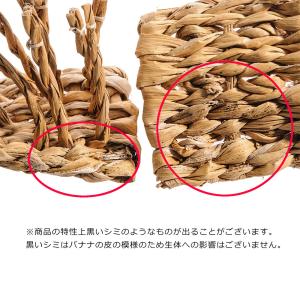 川井 バナナdeたこ足×3個の詳細画像3