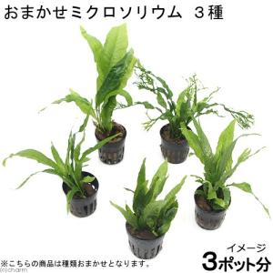 （水草）おまかせミクロソリウム　３種（３ポット分）
