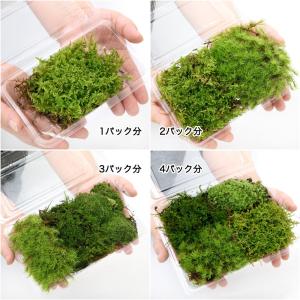 (観葉植物)テラリウム 苔 おまかせ苔 2パック分の詳細画像1