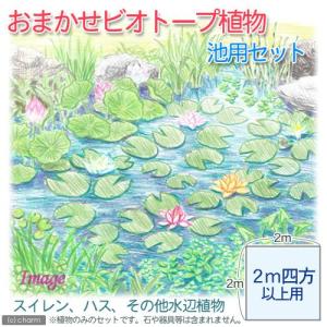 （ビオトープ）（めだか）チャーム１４号　プロが考えた睡蓮鉢で育てる（グレー）　カキツバタとひめだかのセット　本州四国限定　