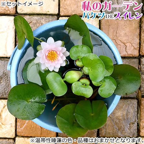 （ビオトープ）（めだか）私のガーデン　〜バケツＤＥスイレン（温帯性）〜（説明書付）本州四国限定　お一...
