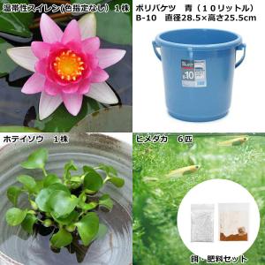 (ビオトープ)(めだか)私のガーデン 〜バケツ...の詳細画像1