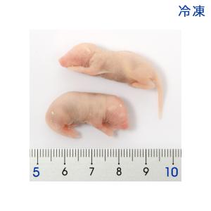 冷凍★SPFマウス ピンクマウスM(10匹)(...の詳細画像1